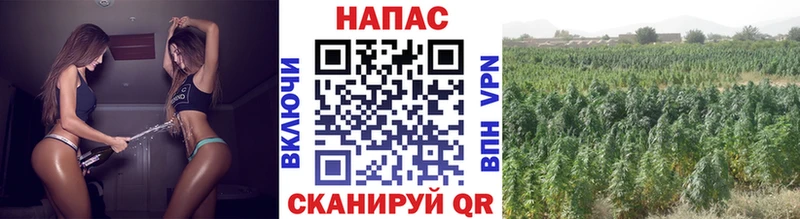 закладка  Ростов-на-Дону  Каннабис планчик 